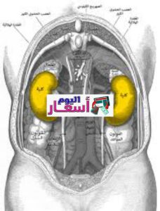 سعر تحليل وظائف الكلى | هل تحليل الدم يكشف مرض الكلي؟